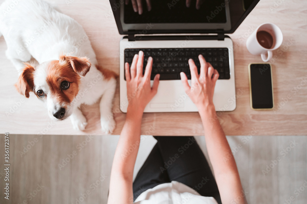 Dog at Work, Le guide complet pour emmener son chien au travail 