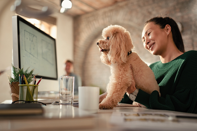 Votre Expert Assurance Santé Animale