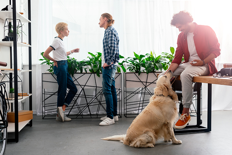Votre Assurance Santé Chien