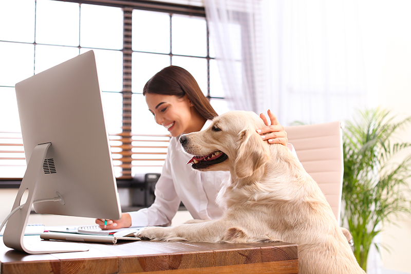 Dog at Work, Le guide complet pour emmener son chien au travail 